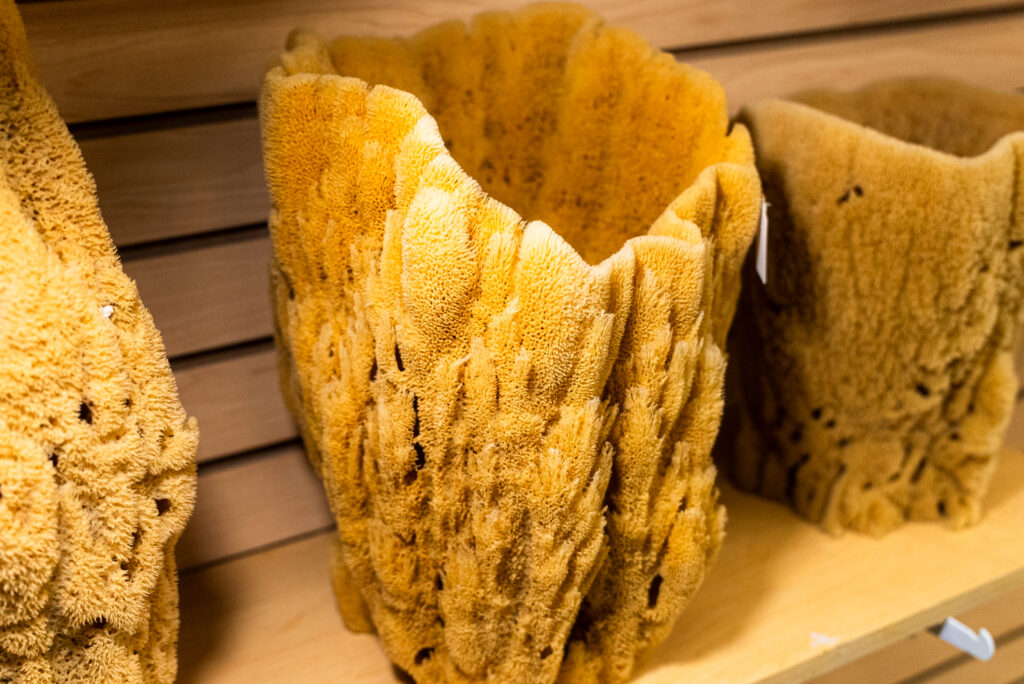 Large natural wool sea sponge close-up